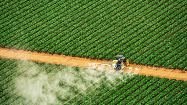 Best Local Pest Control Services  in Lake Magdalene, FL