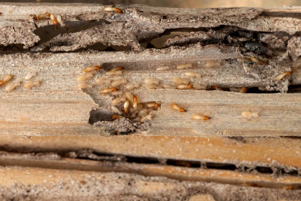 Best Termite Control Services  in Lake Magdalene, FL